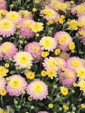Хризантема дрібноквіткова низькоросла Bransweet (9 шт)