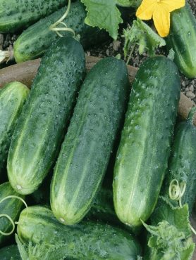 Огірок Льоша F1 (10 шт)