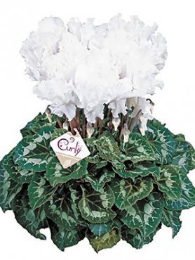 Цикламен великоквіткова Halios Curly Blanc F1(осінь) (1 шт)