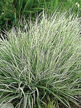 Райграс бульбоносный Variegata (1 шт)