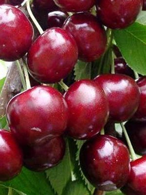 Черешня Джерело (1 шт) - 1