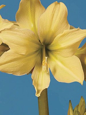 Гиппеаструм гибридный Yellow Star 22/24 (1 шт) - 1