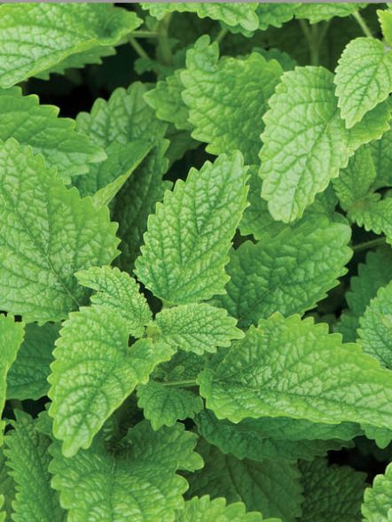 Меліса лікарська Lemon Balm (1 шт) - 1