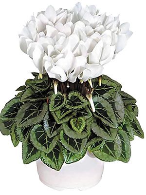 Цикламен Metis Decora Pure White Silverleaf F1                         (1 шт)