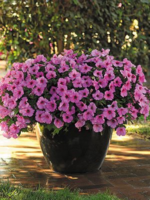 Петуния ампельная Easy Wawe Pink Pation (3 шт)