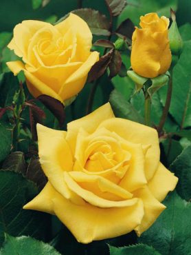 Троянда чайно-гібридна Papillon (1 шт)