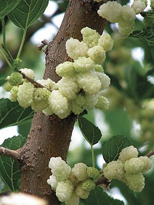 Шовковиця біла (1 шт) - 1