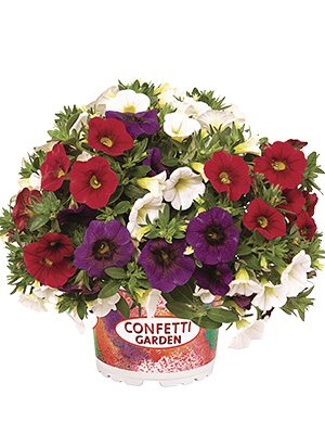 Набор Confetti Garden Hawaiian Country 2018 (1 шт) - 1