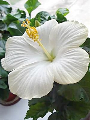Гібіскус китайський Fiori Grande San Remo (1 шт)