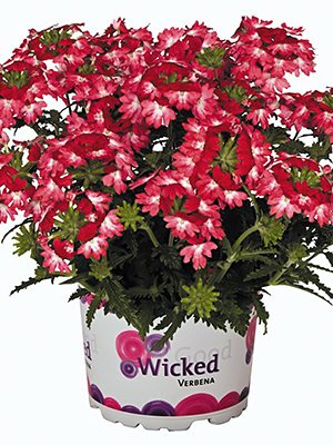 Вербена гибридная Wicked Pink Pepper (Р12) (1 шт) - 1