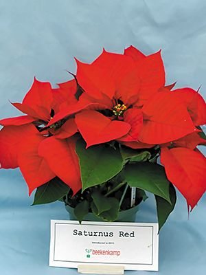 Пуансеттия прекрасная Saturnus Red (1 шт)