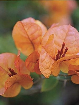Бугенвіллея Vera Orange (1 шт) - 1