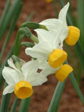 Нарцисс ботанический Canaliculatus 12/14 (100 шт)