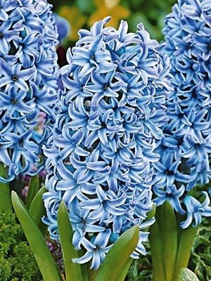 Гиацинт садовый Blue Star 15/16 (350 шт) - 1