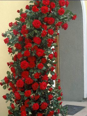 Троянда витка Musimara (1 шт)