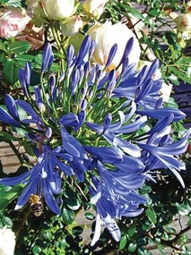 Агапантус, или нильская лилия голубой (1 шт)