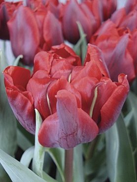 Тюльпаны Махровые поздние Red Princess 11/12 (100 шт)