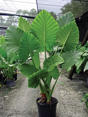 Алоказия гибридная Dwarf Calidora (1 шт)