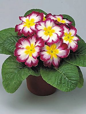 Примула Fruelo Elcora Carmine F1 (3 шт)