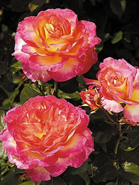 Троянда чайно-гібридна Gorgeous (1 шт)