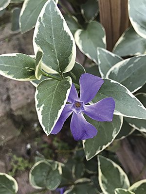 Барвинок малый ф. argenteo-variegata (1 шт) - 1