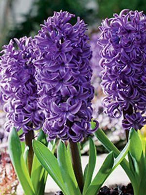Гиацинт садовый Purple Star 14/15 (1 шт) - 1