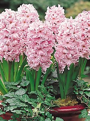 Гіацинт садовий China Pink 14/15 (1 шт) - 1