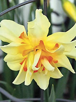 Нарциси Махрові Flower Drift 10/12 (100 шт) - 1