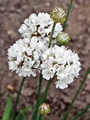 Армерія широколиста Ballerina White (1 шт) - 1