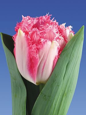 Тюльпани Махрові бахромчасті Crispion Love 11/12 (3 шт) - 1