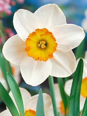 Нарциссы крупнокорончатые Flower Record 10/12 (100 шт) - 1