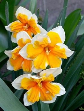 Нарциси Розрізнокорончасті Orangery 10/12 (100 шт)