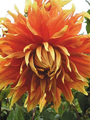 Георгина декоративная Autumn Sunburst (1 шт) - 1
