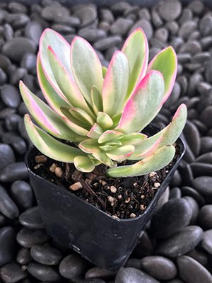 Товстолист свазілендський Variegata (1 шт)