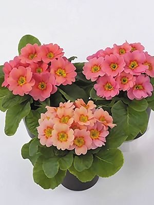 Примула Danessa Pink with Rose Eye F1 (3 шт)