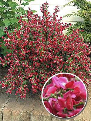 Ракитник гибридный Boskoop Ruby(1 шт)