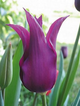 Тюльпани Лілієцвітні Purple Dream 1112 (3 шт)