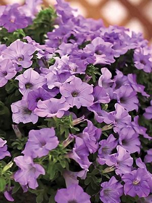 Петуния ампельная Surfinia Heavenly Blue (1 шт)