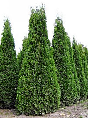 Туя западная Pyramidalis Compacta (1 шт)