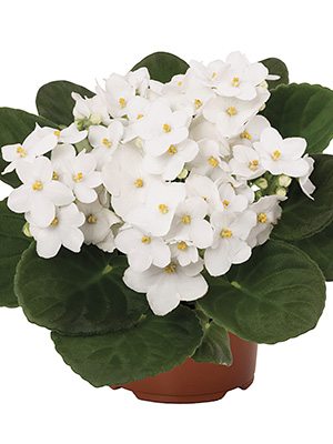Сенполія (узамбарська фіалка) MAXI Roccoco White (1 шт)