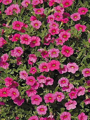 Калибрахоа  гибридная Kabloom Deep Pink (3 шт)