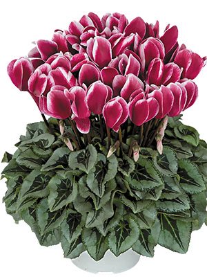 Цикламен крупноцветковый Halios Fantasia Magenta Decora F1          (1 шт)