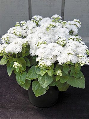 Агератум гибридный White Clouds, белый низкорослый (10 шт)