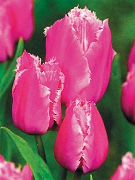 Тюльпани Багатоквіткові Fringed Family 1011 (3 шт)