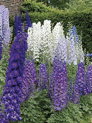 Дельфиниум гибридный смесь (9 шт) - 1