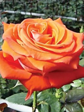 Троянда чайно-гібридна Verano (1 шт)