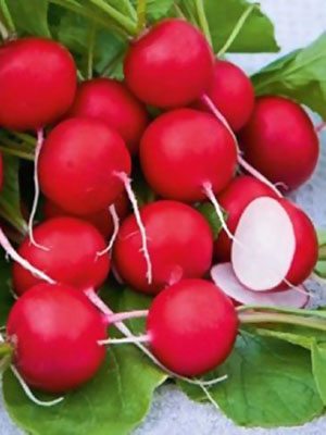 Редис Илка (10 г) - 1