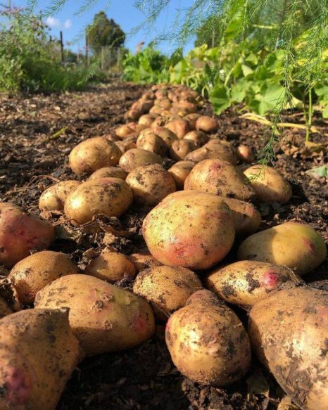 Сучасна технологія вирощування картоплі
