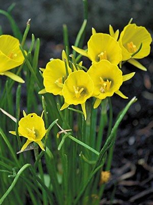 Нарциси Брандушкові Golden Bells 5/6 (20 шт) - 1