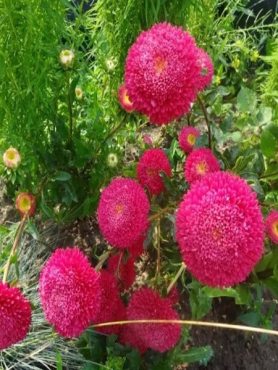 Айстра однорічна Помпонна Bolero Pink (0,50 г)